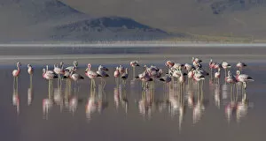 Andean Flamingo Gallery: Andean flamingo (Phoenicoparrus andinus) flock standing in water, Laguna Colorado