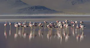 Andean Flamingo Gallery: Andean flamingo (Phoenicoparrus andinus) flock standing in water, Laguna Colorado