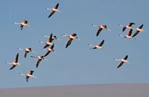Images Dated 31st March 2021: Andean flamingo (Phoenicoparrus andinus) flock in flight, Laguna Colorado, Bolivia. March