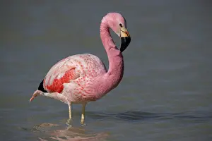 Altitude Prints: Andean flamingo (Phoenicoparrus andinus) standing in shallow water