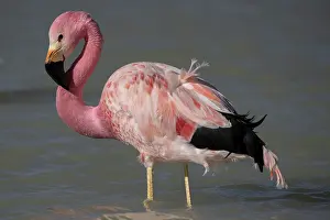 Altitude Prints: Andean flamingo (Phoenicoparrus andinus) standing in shallow water
