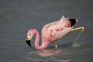 Altitude Prints: Andean flamingo (Phoenicoparrus andinus) wading in shallow water