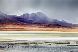 Calm Coasts Collection: Andean Flamingoes (Phoenicoparrus andinus) on the Altiplano, Sur Lipez Province