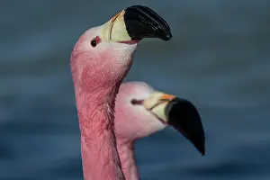 Altitude Prints: Two Andean flamingos (Phoenicoparrus andinus) head portrait