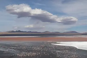 Altitude Prints: Andean flamingos (Phoenicoparrus andinus) huge flock congregating at Laguna Colorada