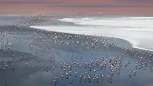 Elevated View Prints: Andean flamingos (Phoenicoparrus andinus) huge flock congregating at Laguna Colorada