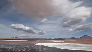 Altitude Prints: Andean flamingos (Phoenicoparrus andinus) huge flock congregating at Laguna Colorada