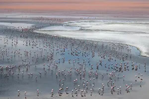 Elevated View Prints: Andean flamingos (Phoenicoparrus andinus) huge flock congregating at Laguna Colorada