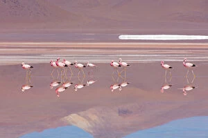 Flamingos Collection: Andean Flamingos (Phoenicopterus andinus), Laguna Colorada, Bolivia