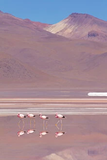 Andean flamingos (Phoenicopterus andinus), Laguna Colorada, Bolivia. December 2016
