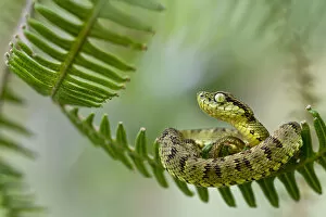 Montane Forest Collection: Andean forest pit viper (Bothriopsis pulchra) curled up on fern, Sumaco, Napo, Ecuador