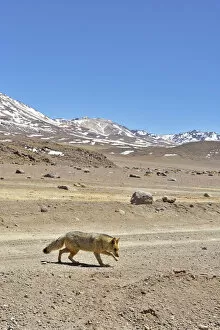 High Altitude Collection: Andean fox (Lycalopex culpaeus) walking in the Altiplano, Andes, Bolivia. September 2018