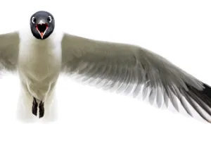 Andean Gull (Chroicocephalus serranus) calling in flight, Cotopaxi, Ecuador