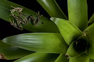 Andean marsupial frog (Gastrotheca riobambae) on bromeliad, Papallacta, Napo, Ecuador