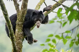 Tremarctos Lasallei Prints: Andean / Spectacled bear (Tremarctos ornatus) resting in a tree in the cloudforests of the Ecuadorian Choco