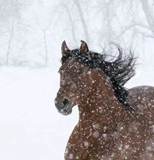 Bad Weather Gallery: Andulasian bay stallion running in snow storm, Longmont, Colorado, USA