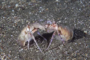 Marine Life Of The Channel Islands By Sue Daly Prints: Anemone Hermit Crab (Pagurus prideaux) courtship behaviour. Maseline Harbour, Sark
