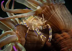 Malacostraca Prints: Anemone prawn (Periclimenes sagittifer) resting on Sea anemone, Portugal, Atlantic Ocean