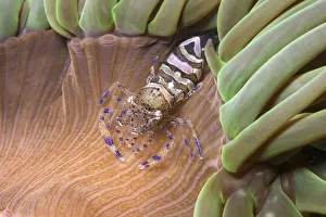 Miispecies Prints: Anemone prawn (Periclimenes sagittifer) on Snakelocks anemone (Anemonia viridis) Jersey