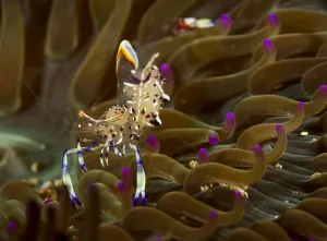 Images Dated 12th June 2016: Anemone shrimp (Periclimenes holthuisi) Pak Lap Tsai, Sai Kung East Country Park