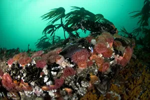 Anemones, kelp and other marine life on rock underwater, Saltstraumen, Bod, Norway