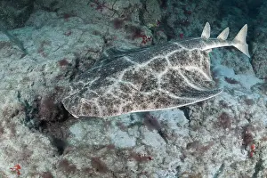 Shark Prints: Angel shark (Squatina squatina) camouflaged on seabed