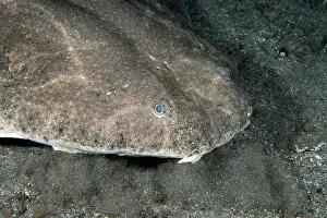 Shark Prints: Angel shark (Squatina squatina) head portrait