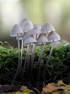 Mosses Prints: Angel's bonnet (Mycena arcangeliana) cluster growing from mossy fallen branch