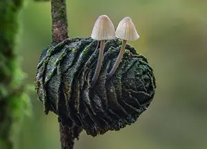 Fungi Prints: Angel's bonnet (Mycena arcangeliana) growing out of a dead Larch cone