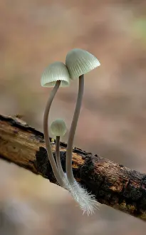 Fungi Prints: Angel's bonnet (Mycena arcangeliana) growning on fallen branch