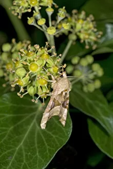 Heather Angel Gallery: Angle shades moth (Phlogophora meticulosa) nectaring on Ivy (Hedera helix) at night
