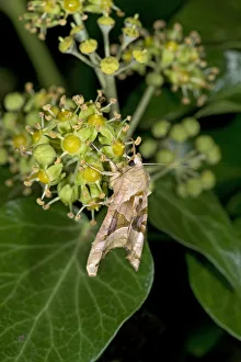 Heather Angel Prints: Angle shades moth (Phlogophora meticulosa) nectaring on Ivy (Hedera helix) at night