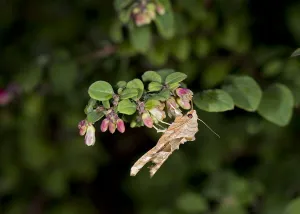 Angle shades moth (Phlogophora meticulosa) nectaring on Snowberry (Symphoricarpos
