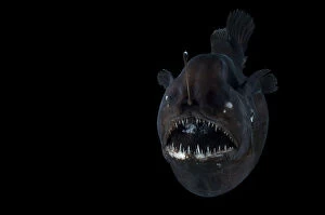 Deep Sea Gallery: Angler fish (Melanocetus murrayi) Mid-Atlantic Ridge, North Atlantic Ocean