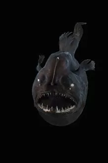 Animal Teeth Gallery: Angler fish (Melanocetus murrayi) Mid-Atlantic Ridge, North Atlantic Ocean