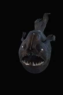 2010 Highlights Collection: Angler fish (Melanocetus murrayi) Mid-Atlantic Ridge, North Atlantic Ocean