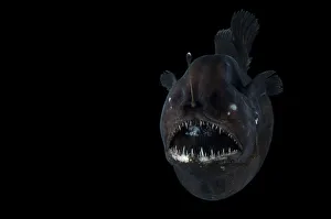 Anglerfish Prints: Angler fish (Melanocetus murrayi) Mid-Atlantic Ridge, North Atlantic Ocean