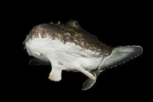 Images Dated 10th October 2008: Anglerfish (Lophius piscatorius) Saltstraumen, Bod, Norway, October 2008