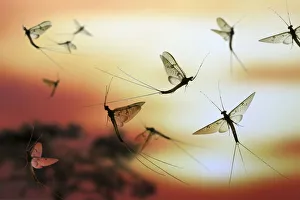 Arty Prints: Anglers / Green Drake Mayfly (Ephemera danica) males flying at sunset. digital composite