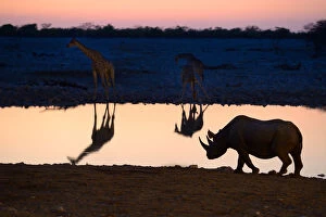 Black Rhino Collection: Angolan giraffes (Giraffa camelopardalis angolensis) and black rhinoceros (Diceros
