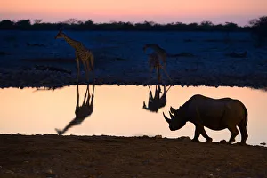 Namibia Prints: Angolan giraffes (Giraffa camelopardalis angolensis) and black rhinoceros (Diceros