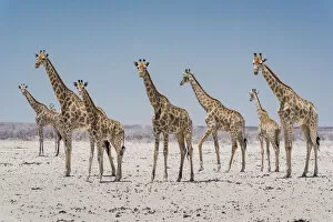 Arid Gallery: Angolan giraffes (Giraffa giraffa angolensis) approaching a scarce waterhole
