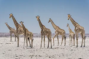 Namibia Prints: Angolan giraffes (Giraffa giraffa angolensis) approaching a scarce waterhole