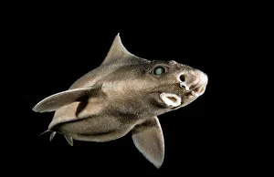 Negative Space Prints: Angular roughshark (Oxynotus centrina) a deepsea species living at 80-300m depth