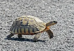 Testudinidae Prints: Angulate tortoise (Chersina angulata) walking across a road