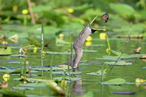 Florida Prints: Anhinga (Anhinga anhinga) female