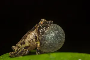 Karnataka Prints: Anils bush frog (Raorchestes anili) inflating vocal sac to attract mate, Endemic