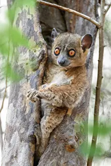 Endemic Prints: Anjiamangirana sportive lemur (Lepilemur grewcockorum) resting on edge of tree hole during the day