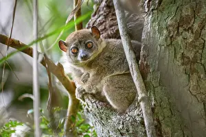 Lepilemur Prints: Anjiamangirana sportive lemur (Lepilemur grewcockorum) sitting in tree hole during the day