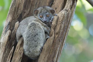 Bernard Castelein Gallery: Ankarana sportive lemur (Lepilemur ankaranensis), Ankarana National Park, Madagascar
